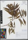 Foto von Salix undulata Ehrh.